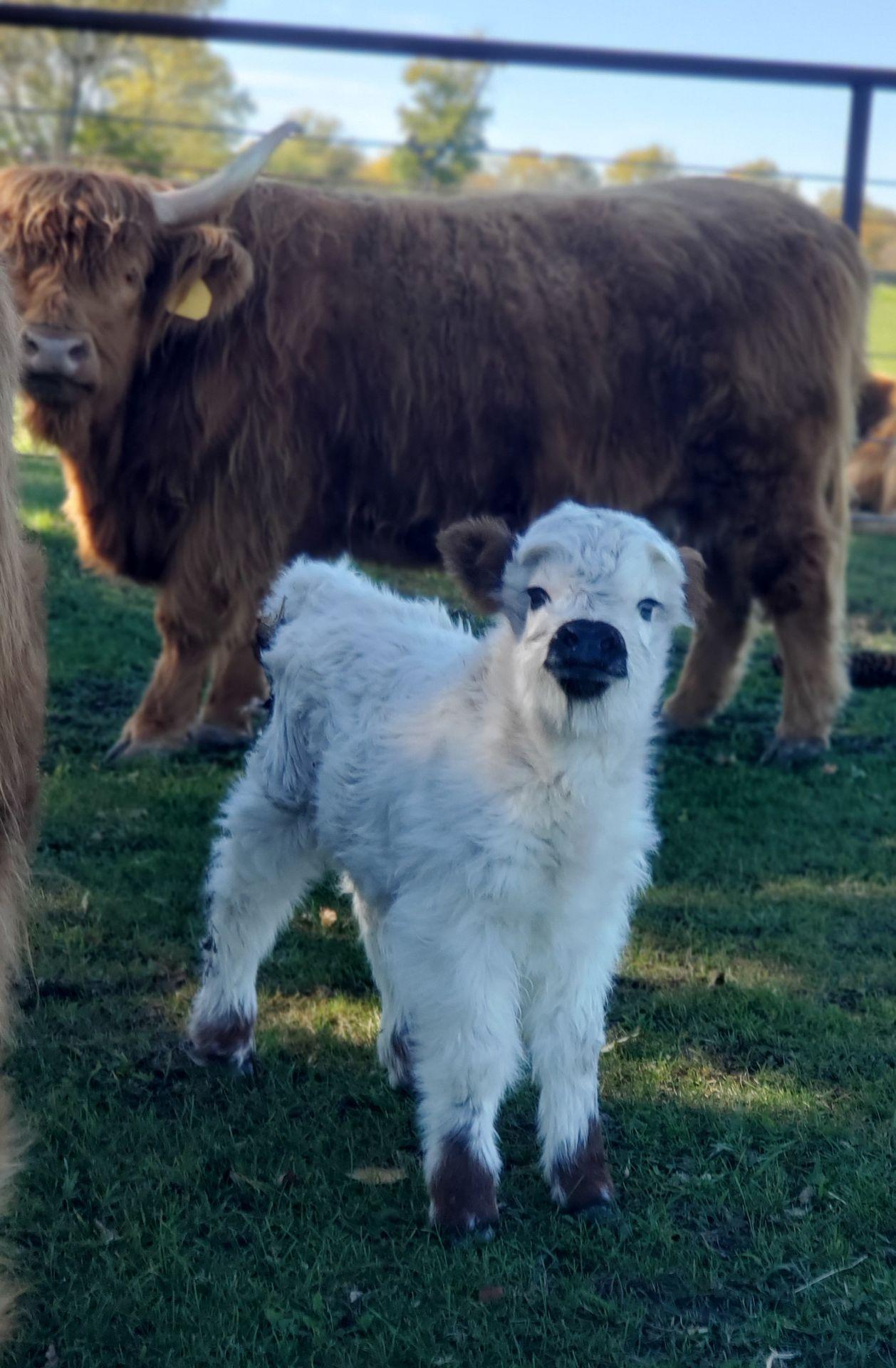 Oreo (Highpark Heifer calf)